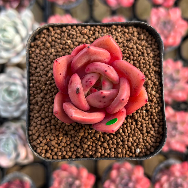 red vine succulent Echeveria 'Red Wine' Hybrid 1"-2" Succulent Plant Cutting – True Succulents  Plant Co