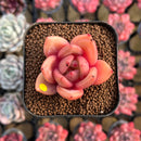 Echeveria 'Red Wine' Hybrid 1"-2" Succulent Plant Cutting
