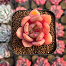 Echeveria 'Red Wine' Hybrid 1"-2" Succulent Plant Cutting