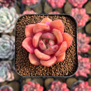 Echeveria 'Red Wine' Hybrid 1"-2" Succulent Plant Cutting