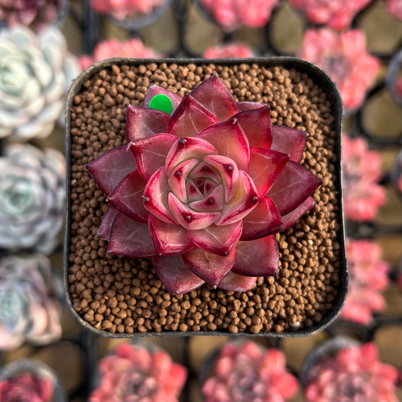 individual succulent plants Echeveria Hybrid sp. 1