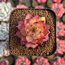 Echeveria Hybrid sp. 1"-2" Seed-Grown Unique Individual Succulent Plant Cutting