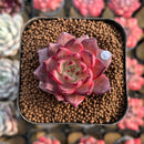 Echeveria Hybrid sp. 1"-2" Seed-Grown Unique Individual Succulent Plant Cutting