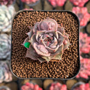 Echeveria 'Mysterious Rose' Carunculated 1"-2" Succulent Plant Cutting