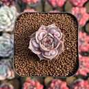 Echeveria 'Mysterious Rose' Carunculated 1"-2" Succulent Plant Cutting