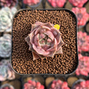 Echeveria 'Mysterious Rose' Carunculated 1"-2" Succulent Plant Cutting