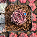 Echeveria 'Mysterious Rose' Carunculated 1"-2" Succulent Plant Cutting