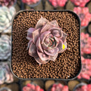 Echeveria 'Mysterious Rose' Carunculated 1"-2" Succulent Plant Cutting