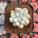 Echeveria Hybrid sp. 1"-2" Seed-Grown Unique Individual Succulent Plant Cutting