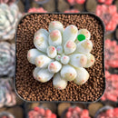 Echeveria Hybrid sp. 1"-2" Seed-Grown Unique Individual Succulent Plant Cutting