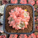 Echeveria 'Birch' Cluster 2" Succulent Plant Cutting