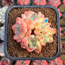 Echeveria 'Birch' Cluster 2" Succulent Plant Cutting