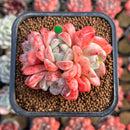 Echeveria 'Birch' Cluster 2" Succulent Plant Cutting