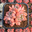 Echeveria 'Birch' Cluster 2" Succulent Plant Cutting