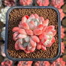 Echeveria 'Birch' Cluster 2" Succulent Plant Cutting