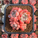 Echeveria 'Birch' Cluster 2" Succulent Plant Cutting