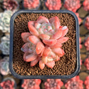 Echeveria 'Birch' Cluster 2" Succulent Plant Cutting