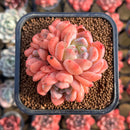 Echeveria 'Birch' Cluster 2" Succulent Plant Cutting