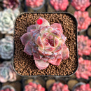 Echeveria 'Ice Soul' Selected 2" Succulent Plant Cutting
