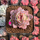 Echeveria 'Ice Soul' Selected 2" Succulent Plant Cutting