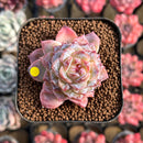 Echeveria 'Ice Soul' Selected 2" Succulent Plant Cutting