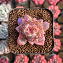 Echeveria 'Ice Soul' Selected 2" Succulent Plant Cutting