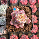 Echeveria 'Ice Soul' Selected 2" Succulent Plant Cutting