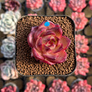 Echeveria 'Lovebird' 2" Seed-Grown Unique Individual Succulent Plant Cutting