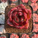 Echeveria 'Lovebird' 2" Seed-Grown Unique Individual Succulent Plant Cutting