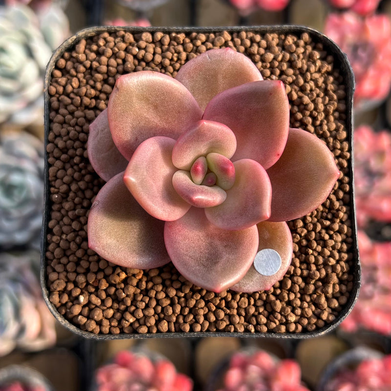 lips plant succulent Echeveria 'Red Lips' (Xichuensis Hybrid) 1"-2" Succulent Plant Cutting
