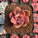 Echeveria 'Red Lips' (Xichuensis Hybrid) 1"-2" Succulent Plant Cutting