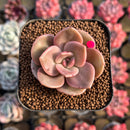 Echeveria 'Red Lips' (Xichuensis Hybrid) 1"-2" Succulent Plant Cutting
