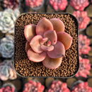 Echeveria 'Red Lips' (Xichuensis Hybrid) 1"-2" Succulent Plant Cutting