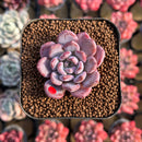 Echeveria 'Crystal Amber' 1"-2" Succulent Plant Cutting