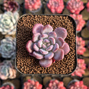 Echeveria 'Crystal Amber' 1"-2" Succulent Plant Cutting