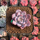 Echeveria 'Crystal Amber' 1"-2" Succulent Plant Cutting