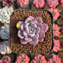 Echeveria 'Crystal Amber' 1"-2" Succulent Plant Cutting