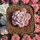 Echeveria 'Crystal Amber' 1"-2" Succulent Plant Cutting