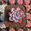 Echeveria 'Crystal Amber' 1"-2" Succulent Plant Cutting