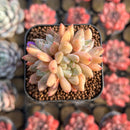 Echeveria 'Star Valley' 1"-2" Succulent Plant Cutting