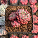 Echeveria 'Goldfinch 1"-2" Succulent Plant Cutting