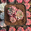 Echeveria 'Goldfinch 1"-2" Succulent Plant Cutting
