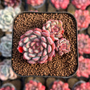 Echeveria 'Goldfinch 1"-2" Succulent Plant Cutting