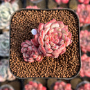 Echeveria 'Goldfinch 1"-2" Succulent Plant Cutting