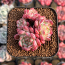 Echeveria 'Goldfinch 1"-2" Succulent Plant Cutting