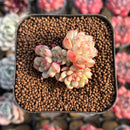 Echeveria 'Goldfinch 1"-2" Succulent Plant Cutting