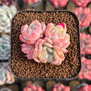 Echeveria 'Isolated Star' 1"-2" Succulent Plant Cutting