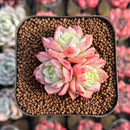 Echeveria 'Isolated Star' 1"-2" Succulent Plant Cutting