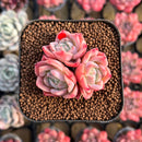 Echeveria 'Isolated Star' 1"-2" Succulent Plant Cutting