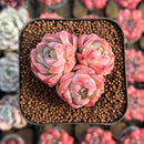 Echeveria 'Isolated Star' 1"-2" Succulent Plant Cutting